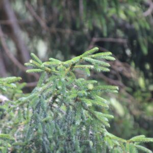 Picea orientalis