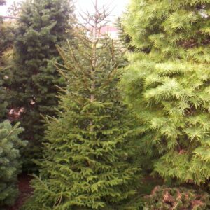 Picea orientalis 'Golden Start'