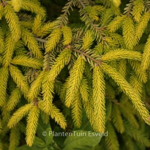 Picea orientalis 'Skylands'