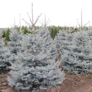 Picea pungens 'Edith'