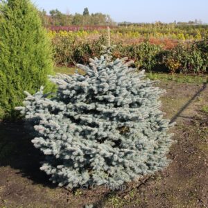 Picea pungens 'Glauca Globosa'
