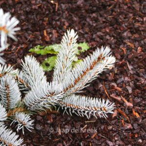 Picea pungens 'Hoopsii'