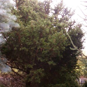 Picea pungens 'Lucky Strike'