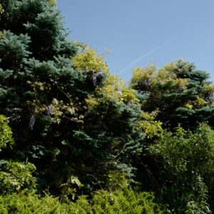 Picea pungens f. glauca