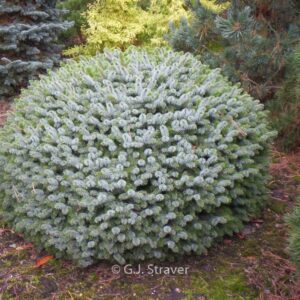 Picea sitchensis 'Tenas'