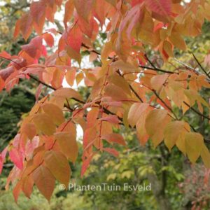 Picrasma quassioides