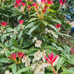Pieris 'Forest Flame'
