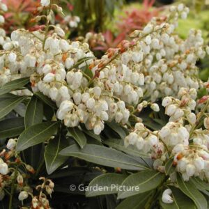 Pieris japonica 'Cupido'