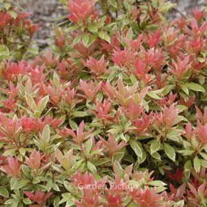 Pieris japonica 'Little Heath'