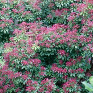 Pieris japonica 'Mountain Fire'