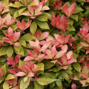 Pieris japonica 'Spring Candy'