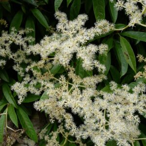 Pileostegia viburnoides