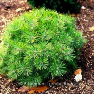 Pinus densiflora 'Jane Kluis'