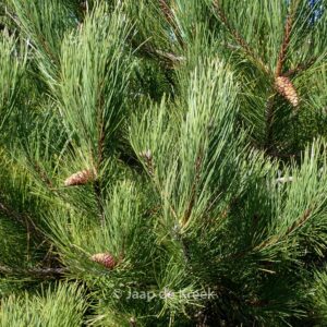 Pinus halepensis