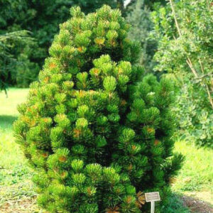 Pinus heldreichii 'Compact Gem'