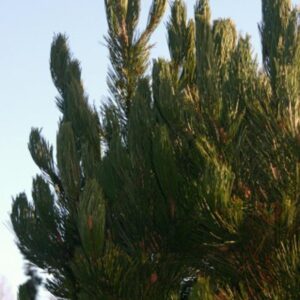 Pinus heldreichii 'Satellit'