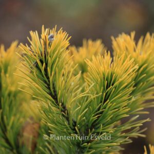 Pinus mugo 'Carsten'