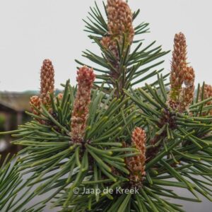 Pinus mugo 'Columbo'