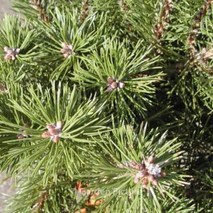 Pinus mugo 'Humpy'