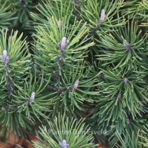 Pinus mugo 'Mops'