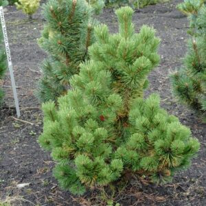 Pinus mugo 'Mumpitz'