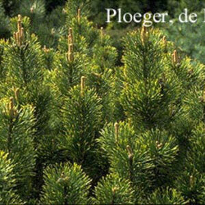 Pinus mugo 'Pal Maleter'