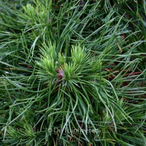 Pinus mugo 'Varella'