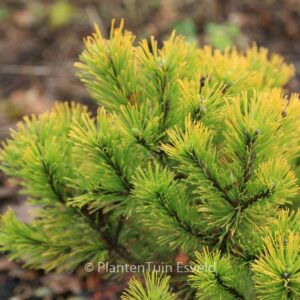 Pinus mugo 'Winter Gold'