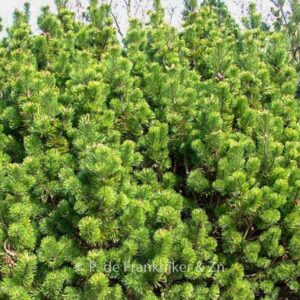 Pinus mugo subsp. mugo