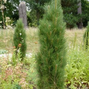 Pinus nigra 'Green Tower'