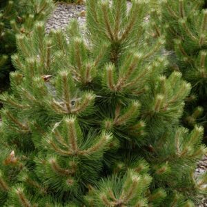 Pinus nigra 'Helga'