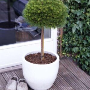 Pinus nigra 'Marie Bregeon'