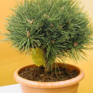 Pinus nigra 'Pierrick Bregeon' (BREPO)