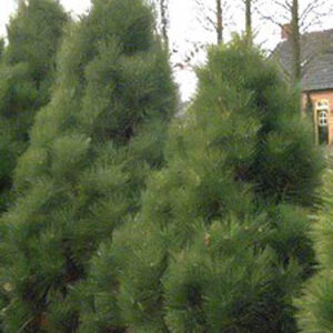 Pinus nigra 'Pyramidalis'