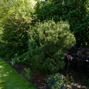 Pinus parviflora 'Glauca'