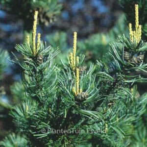 Pinus parviflora 'Negishi'
