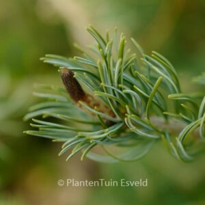 Pinus parviflora 'Saphir'