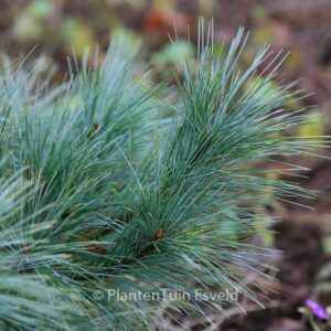 Pinus strobus 'Radiata'