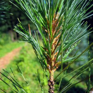 Pinus strobus 'Stowe Pillar'