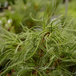 Pinus strobus 'Torulosa'