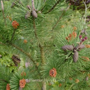 Pinus sylvestris