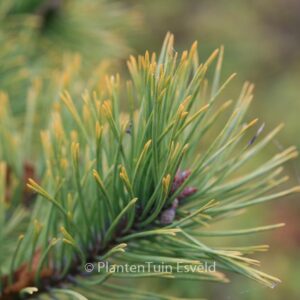 Pinus sylvestris 'Aurea'
