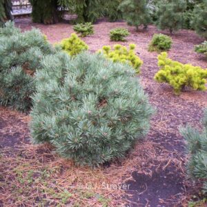 Pinus sylvestris 'Frensham'