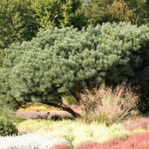 Pinus sylvestris 'Watereri'