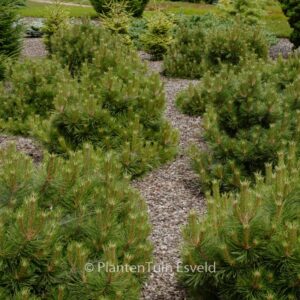 Pinus thunbergii 'Thunderhead'