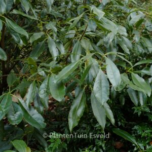 Pittosporum brevicalyx