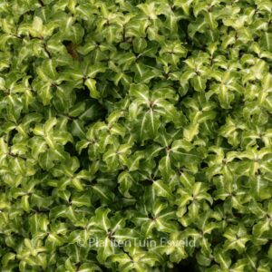 Pittosporum tenuifolium 'Gold Star'