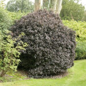 Pittosporum tenuifolium 'Tom Thumb'