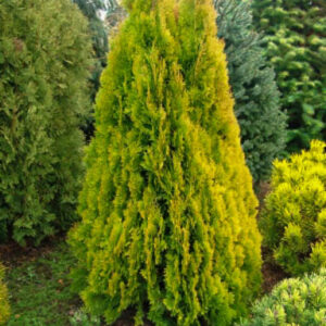 Platycladus orientalis 'Pyramidalis Aurea'