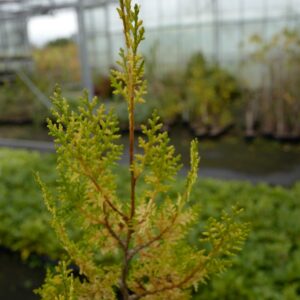 Platycladus orientalis 'Van Hoey Smith'